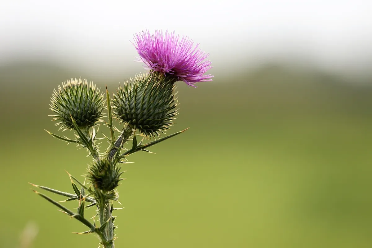 burdock, arctium lappa, plant, flora, herb, wild, healthy, medical usage, blossom, bloom, nature, outdoor, burdock, burdock, burdock, burdock, burdock, arctium