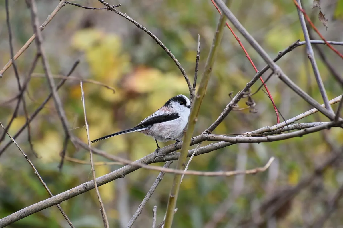 animal, wood, branch, bird, wild bird, energy guide department of, energy guide, wild animals, natural, nature, landscape