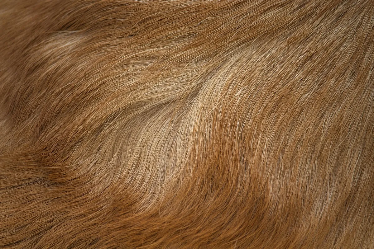 corgi hair, dog hair, hair, fur, free wallpaper, mac wallpaper, free background, windows wallpaper, 4k wallpaper 1920x1080, texture, full hd wallpaper, cool bac
