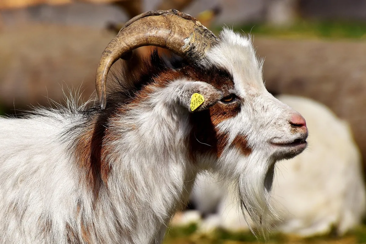 billy goat, goats, nature, animal, farm yard, good aiderbichl, sanctuary, satisfied, iffeldorf, in the case of commercial use, approval